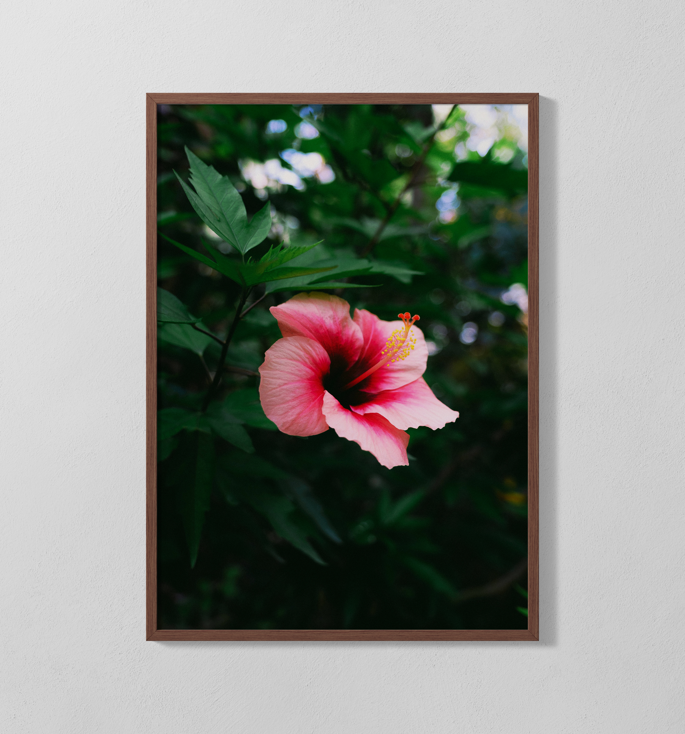 Hibiskusblume | Poster